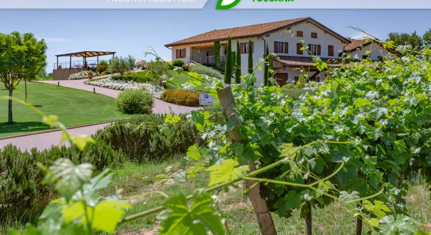 Vigneti rigogliosi davanti alla cantina Baldetti in Toscana. Un'oasi di verde e sapori.
