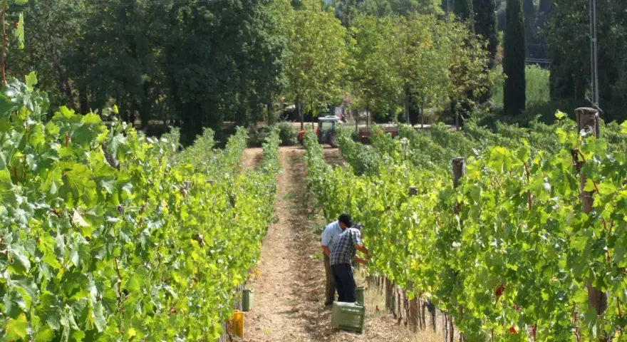 Vigneti rigogliosi alla fattoria La Striscia, dove due uomini raccolgono l'uva. Un trattore attende in lontananza.