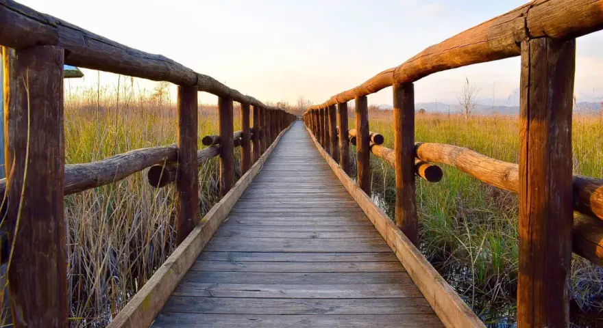 Passerella in legno sul lago di Massaciuccoli, circondata da canneti dorati al tramonto.