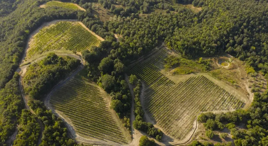 Vigneti terrazzati nella riserva naturale di Monterufoli-Caselli, immersi nel verde della macchia mediterranea.