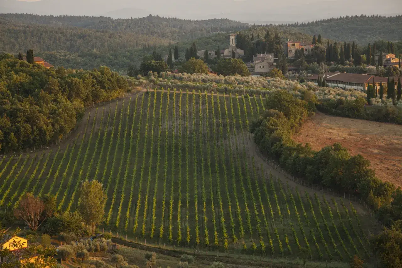 Colline toscane al tramonto, con filari di vigneti che scendono dolcemente verso i borghi del Chianti, immersi nel verde.