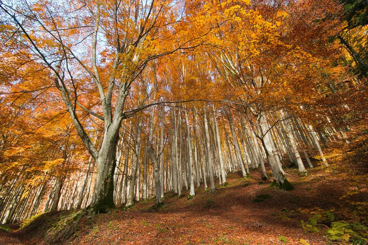 Un sentiero tra le foreste casentinesi, dove gli alberi si tingono d'oro e arancio, creando un tappeto di foglie cadute.