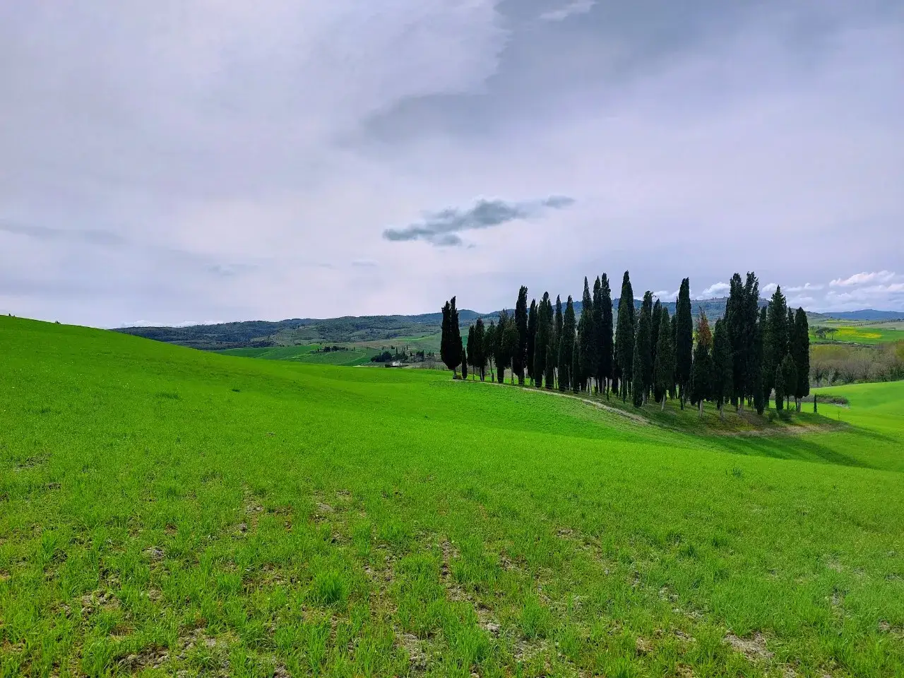 Iconici cipressi di San Quirico d'Orcia si ergono su dolci colline verdi sotto un cielo nuvoloso, un paesaggio toscano da cartolina.