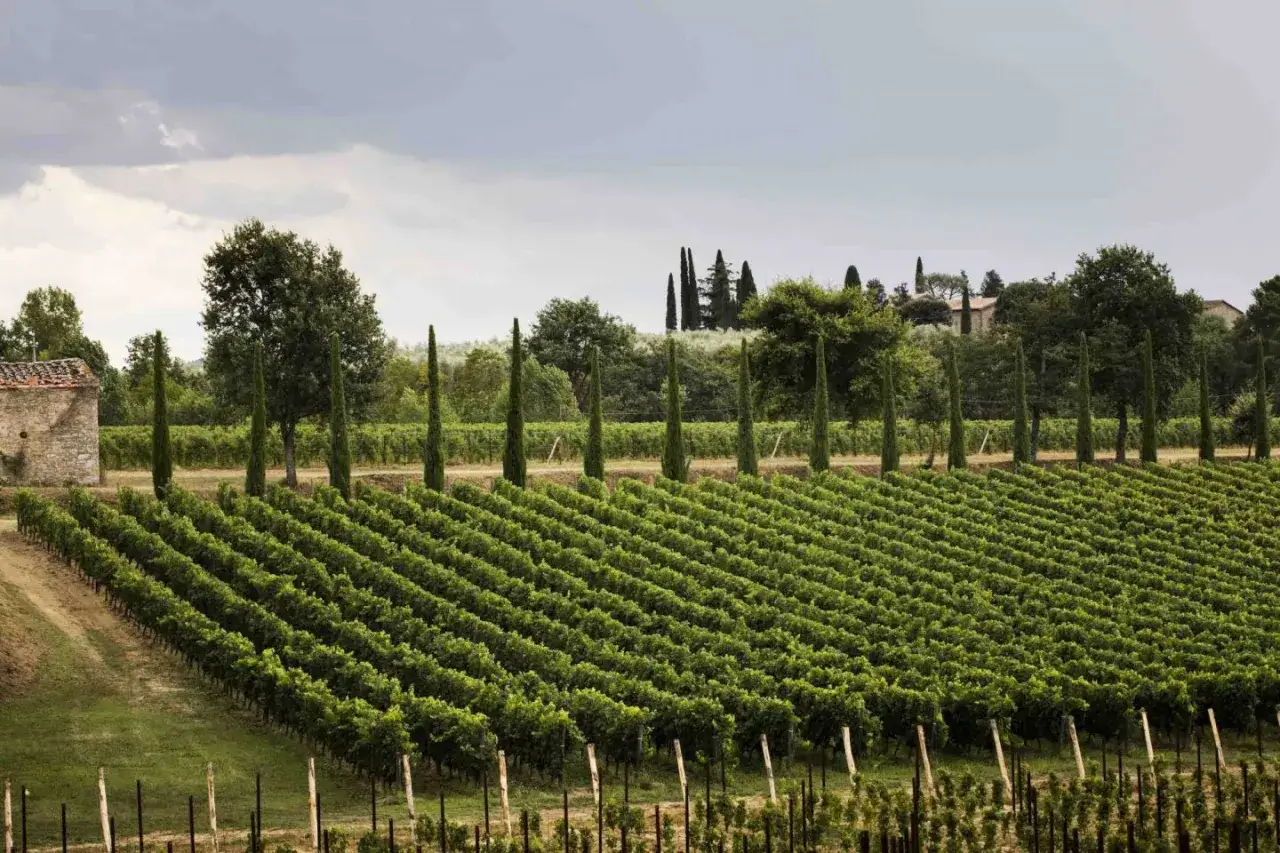 Vigneti rigogliosi della Tenuta Setteponti sotto un cielo nuvoloso, con cipressi slanciati e un casale in pietra.