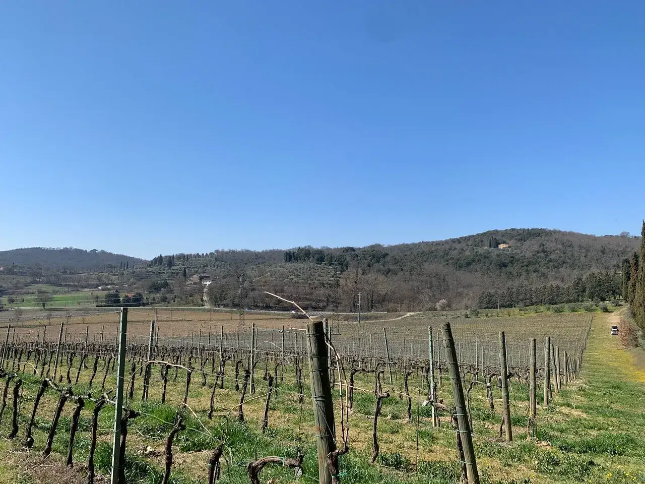 Vigneti toscani sotto un cielo azzurro, ideali per una degustazione vini ad Arezzo.