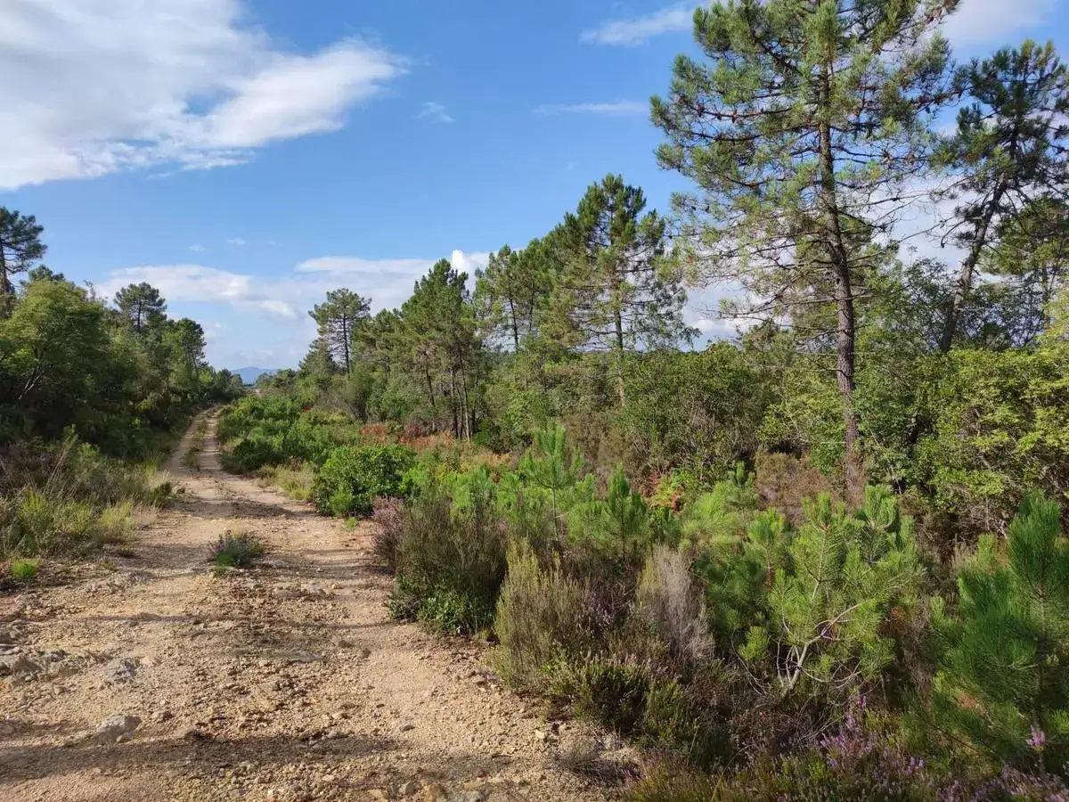Sentiero sterrato tra pini e macchia mediterranea, con scorci verso il fiume Merse.