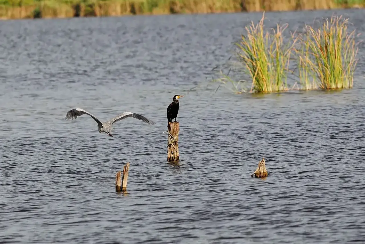 Un airone in volo e un cormorano su un palo nel lago di Massaciuccoli.