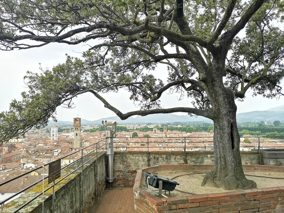 La Torre Guinigi Lucca vista da un grande albero. La città con i suoi tetti rossi si estende sotto un cielo nuvoloso.