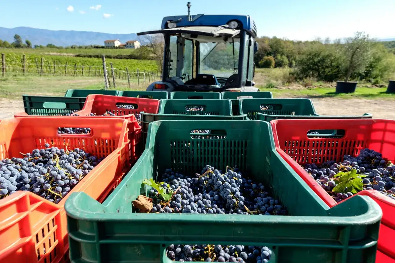 Ceste piene d'uva nera pronte per la raccolta nella tenuta San Jacopo. Un trattore attende sullo sfondo.