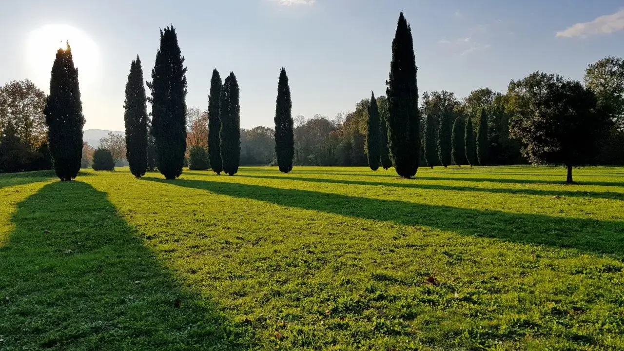 Viale di cipressi che conduce a cascine di tavola, con il sole che proietta lunghe ombre sull'erba verde.