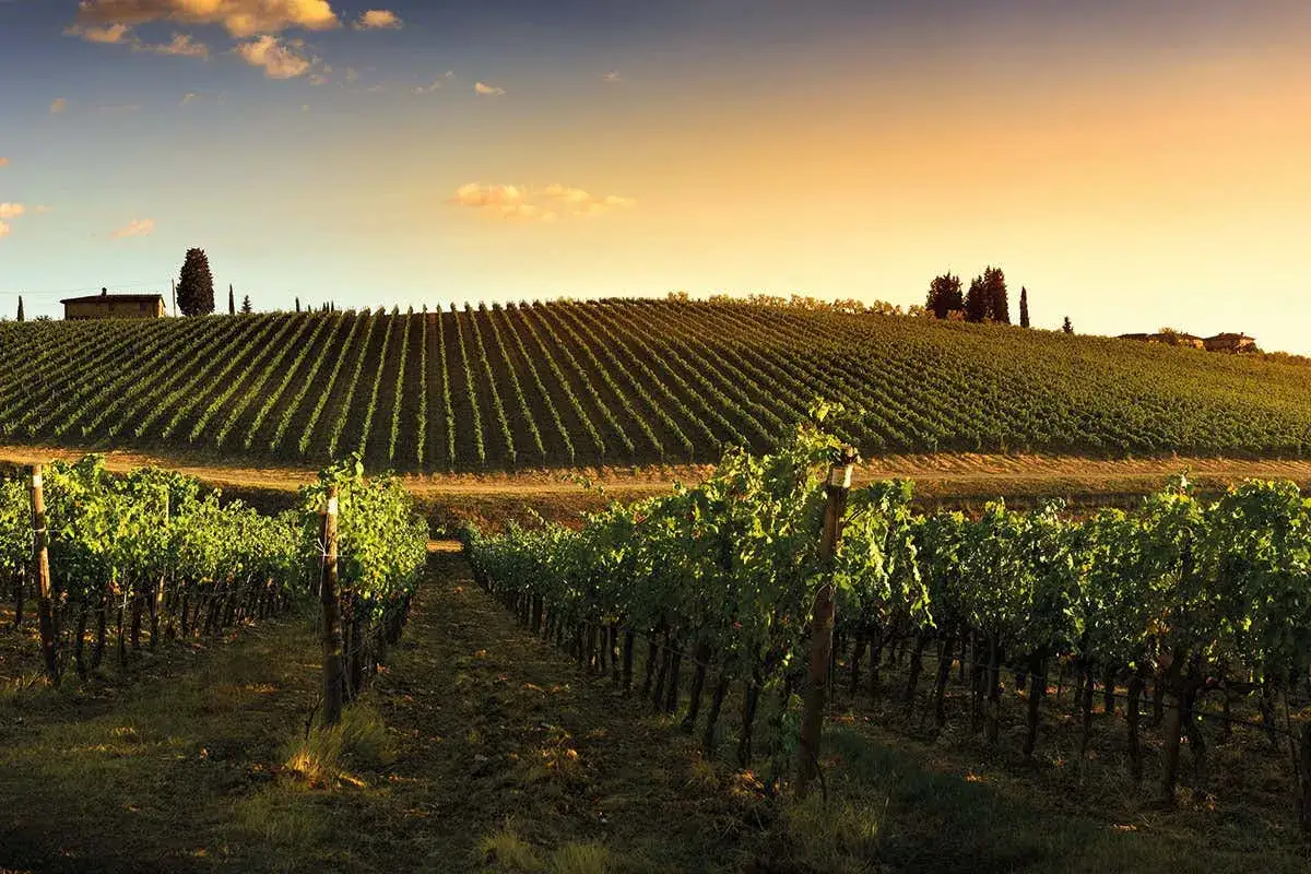 Vigneti collinari al tramonto, un paesaggio che evoca la Toscana, terra d'origine del vino Sangiovese.