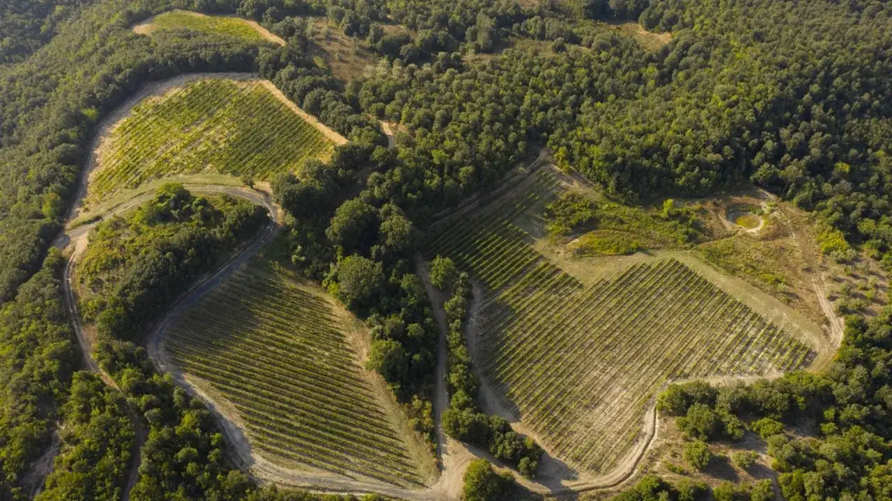Vigneti terrazzati nella riserva naturale di Monterufoli-Caselli, circondati da boschi rigogliosi e percorsi da strade sterrate.