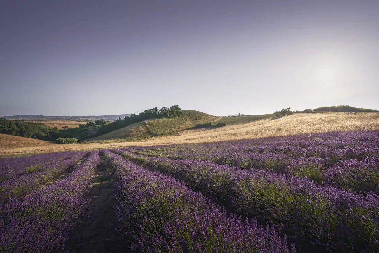 Campi di lavanda viola sotto una santa luce dorata, con dolci colline sullo sfondo.