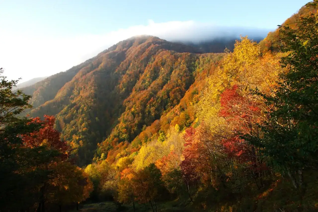 Verso il monte Falterona, un tripudio di colori autunnali dipinge le pendici. Le foglie, dal giallo oro al rosso fuoco, creano un paesaggio mozzafiato.