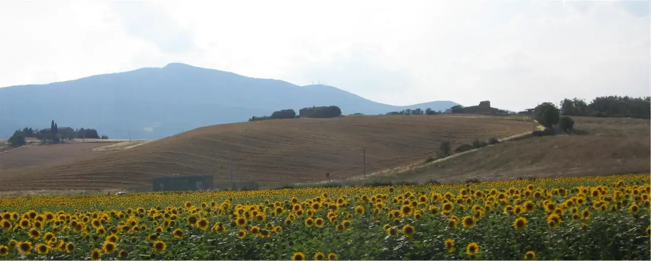 Campi di girasoli in primo piano, colline ondulate e il profilo azzurro del monte Cetona sullo sfondo.