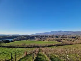 Vigneti e colline verdi nella riserva naturale Ponte a Buriano e Penna, con montagne sullo sfondo sotto un cielo azzurro.