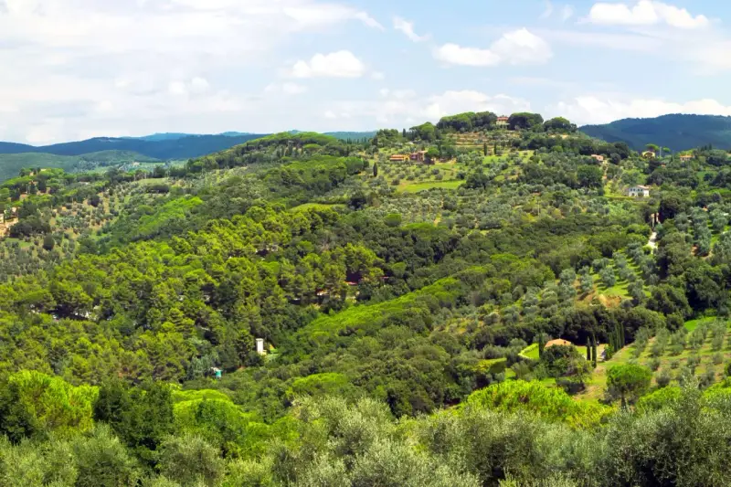 Colline verdi e rigogliose del Val di Cornia, punteggiate da ulivi secolari e casali in pietra sotto un cielo azzurro con nuvole bianche.